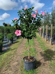 hibiscus-rosa-sinensis-seminole-pink-tropical-hibiscus-
