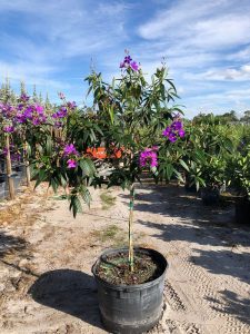 tibouchina-granulosa-purple-glory-tree