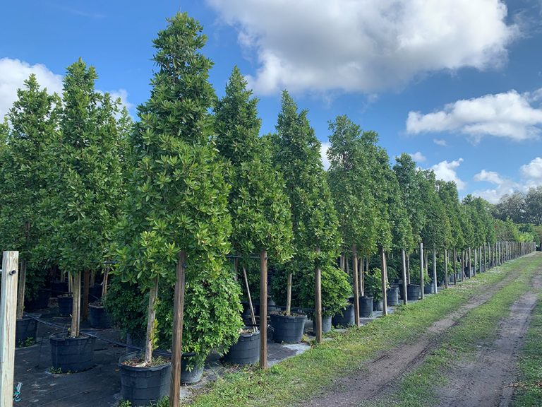 Nursery Gallery J & C Nursery, Inc. Fort Myers, Florida