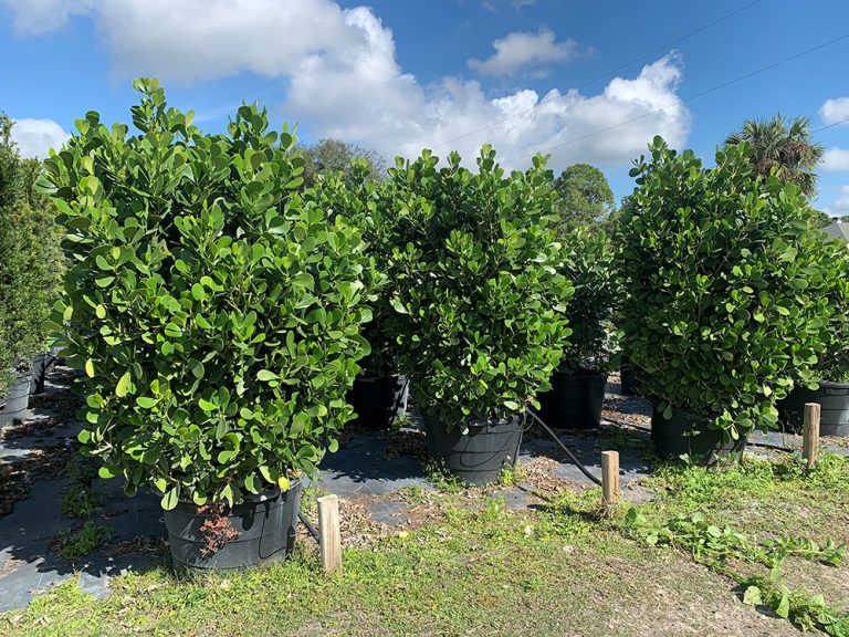 Nursery Gallery J & C Nursery, Inc. Fort Myers, Florida