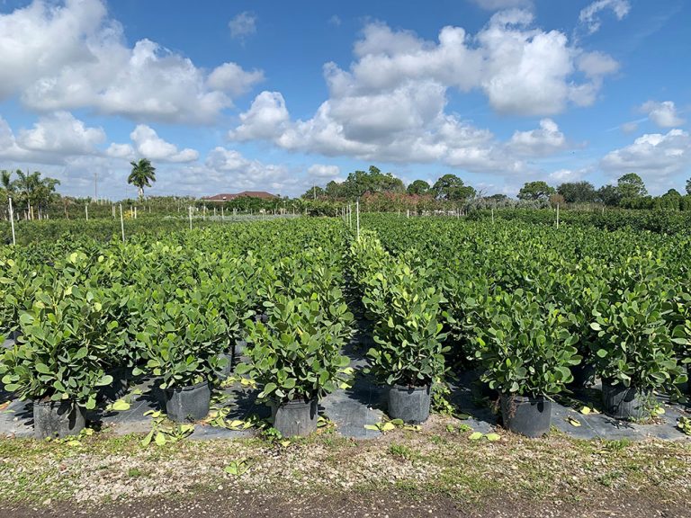 Nursery Gallery J & C Nursery, Inc. Fort Myers, Florida