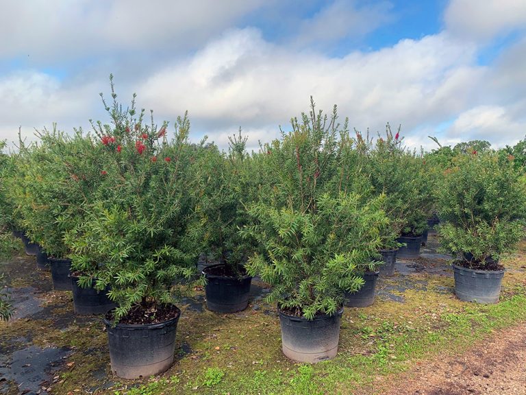 Nursery Gallery J & C Nursery, Inc. Fort Myers, Florida